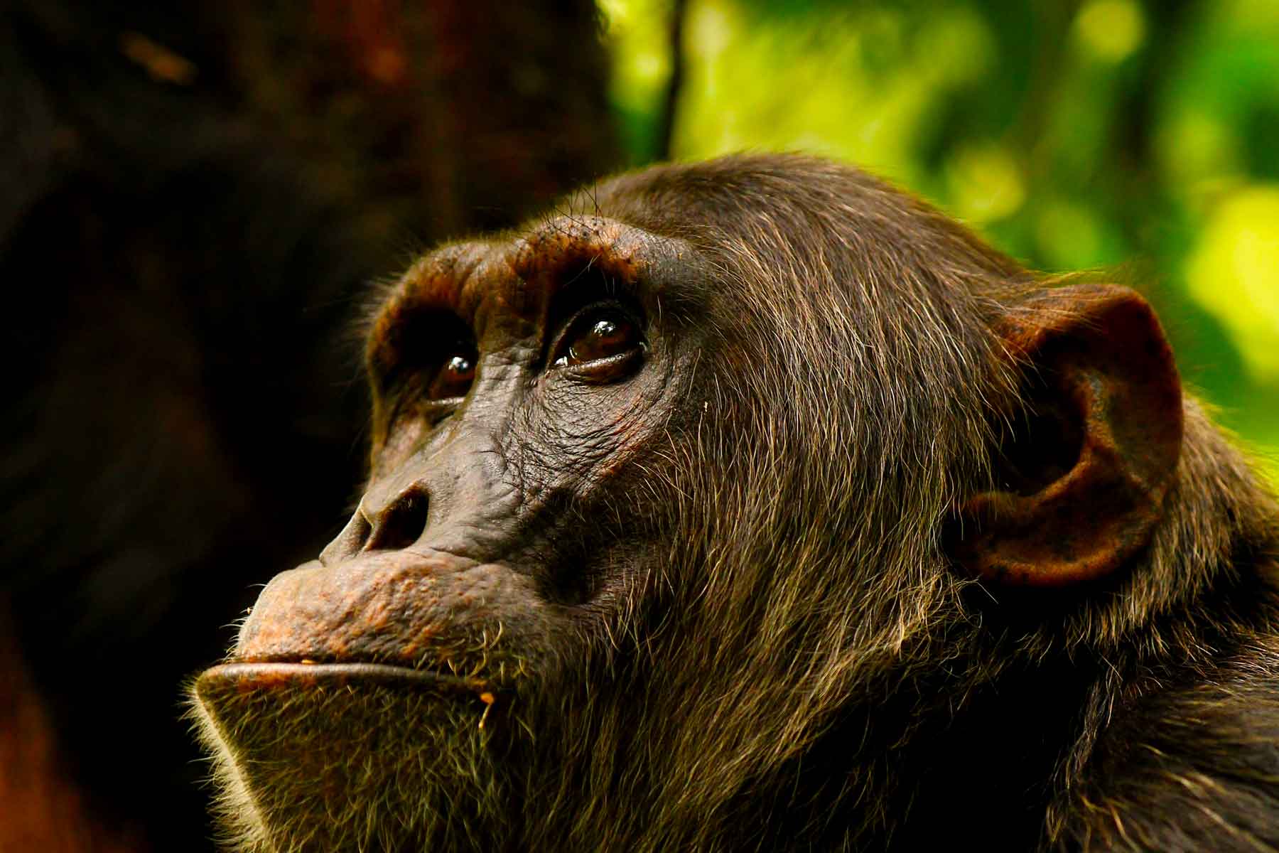 7 Days ultimate primate safari