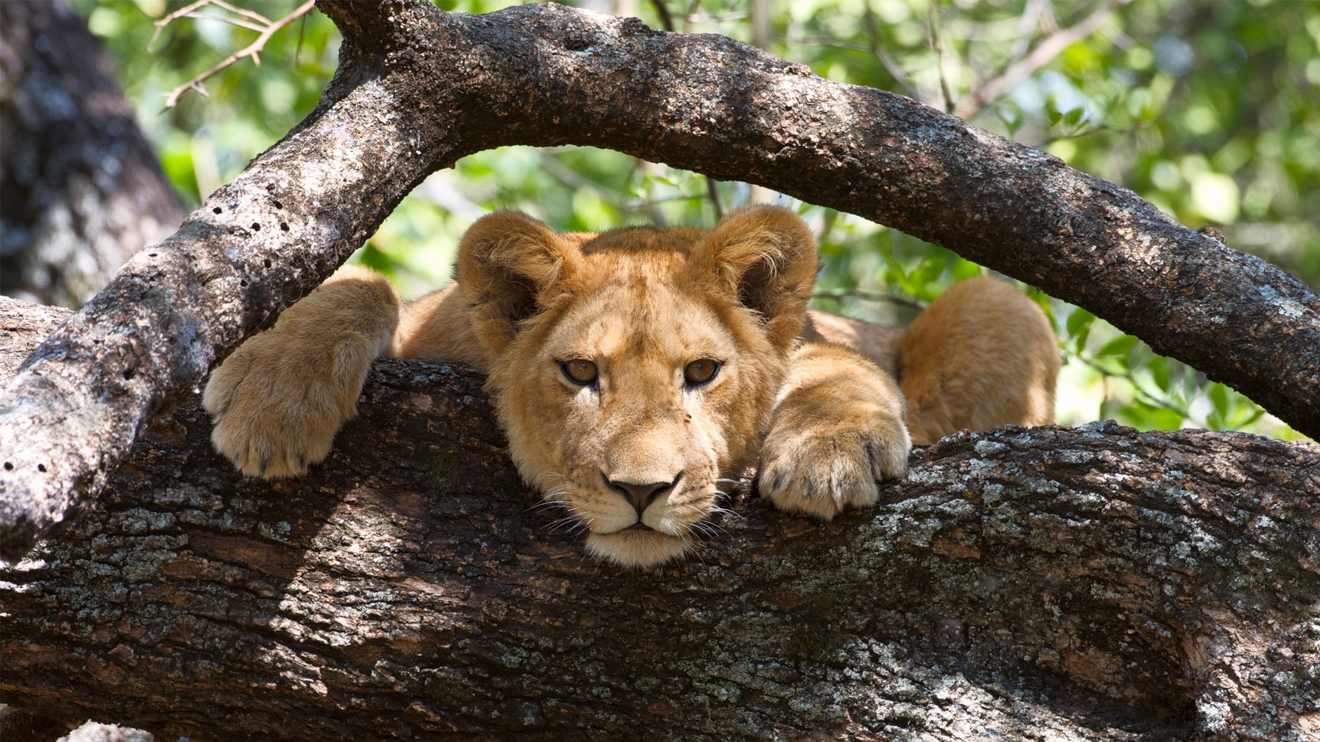 20 days Tanzania Rwanda classic safari holiday