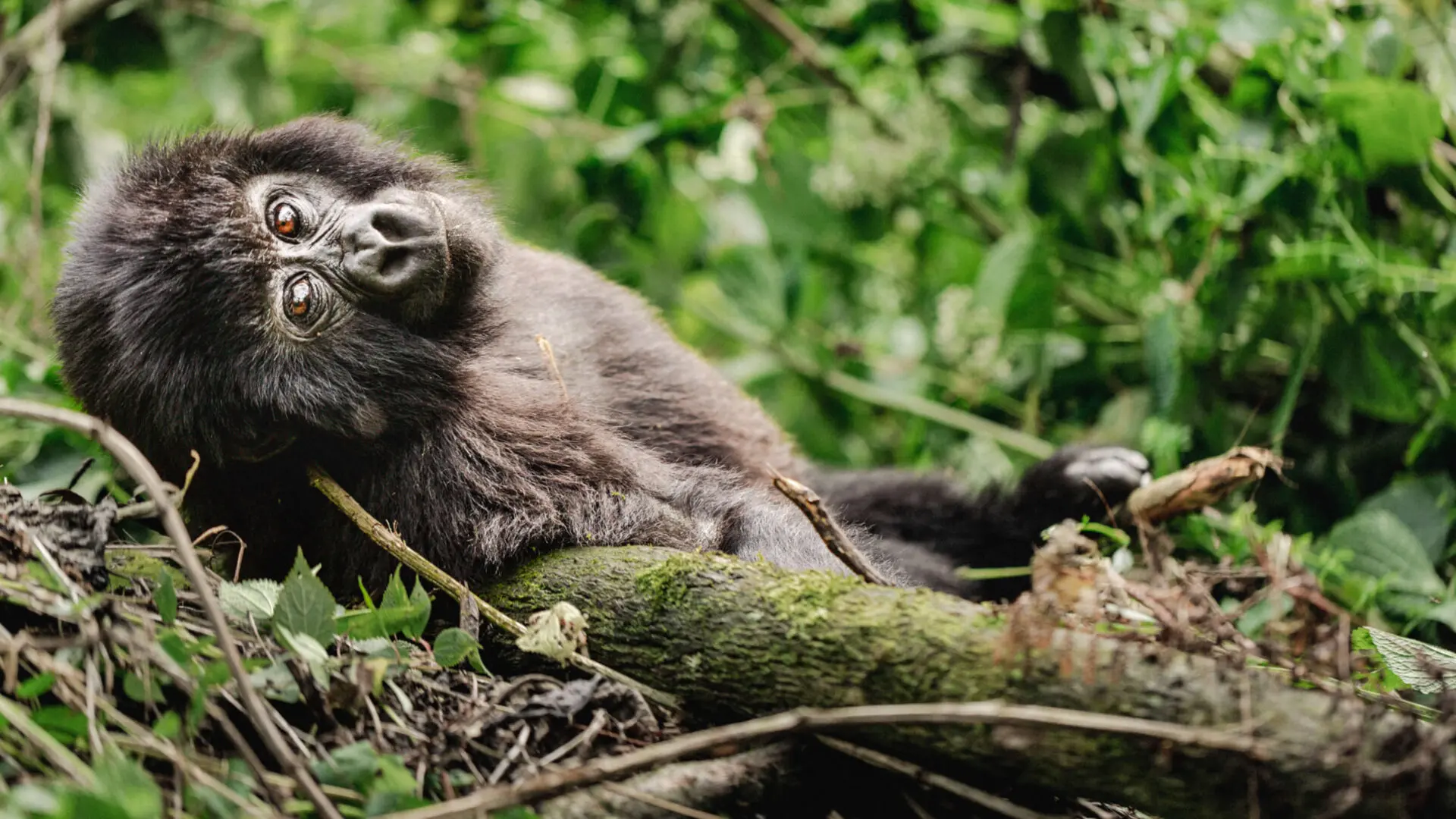 Top 5 Destinations To See Gorillas in Africa