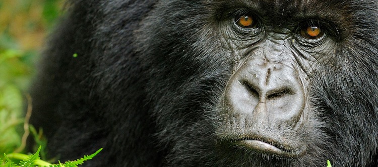 20 Days Uganda Kenya ultimate cultural excursions
