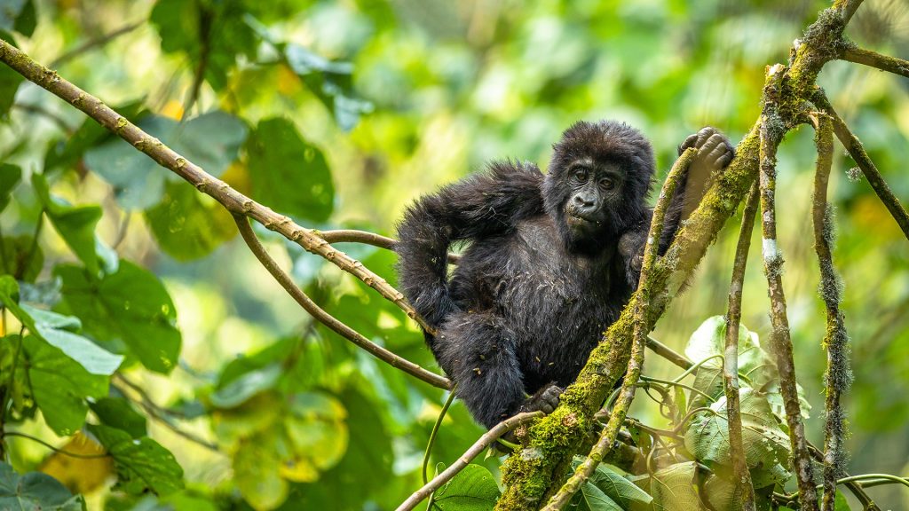 3-Day Budget Rwanda Gorilla Trek