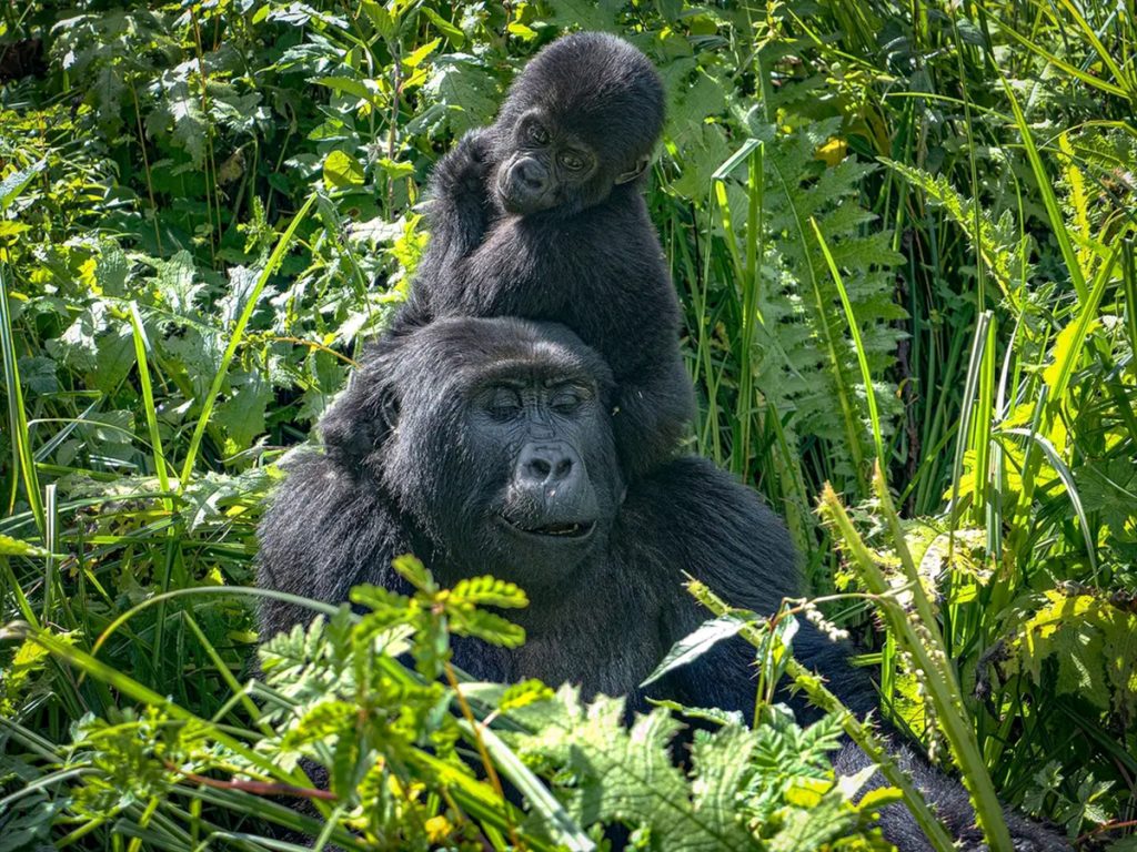 4-Day Rwanda Gorillas and Chimpanzee Trekking Tour