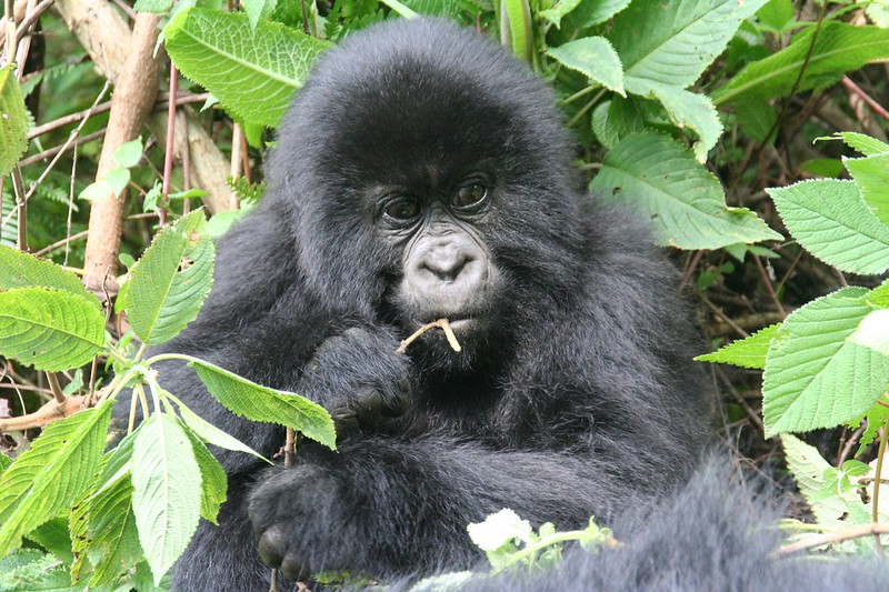 3 Days luxury Gorilla Trekking Safari in Rwanda