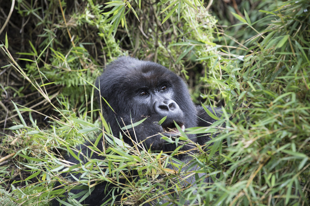 7 Days Congo Gorilla & Chimpanzee Safari