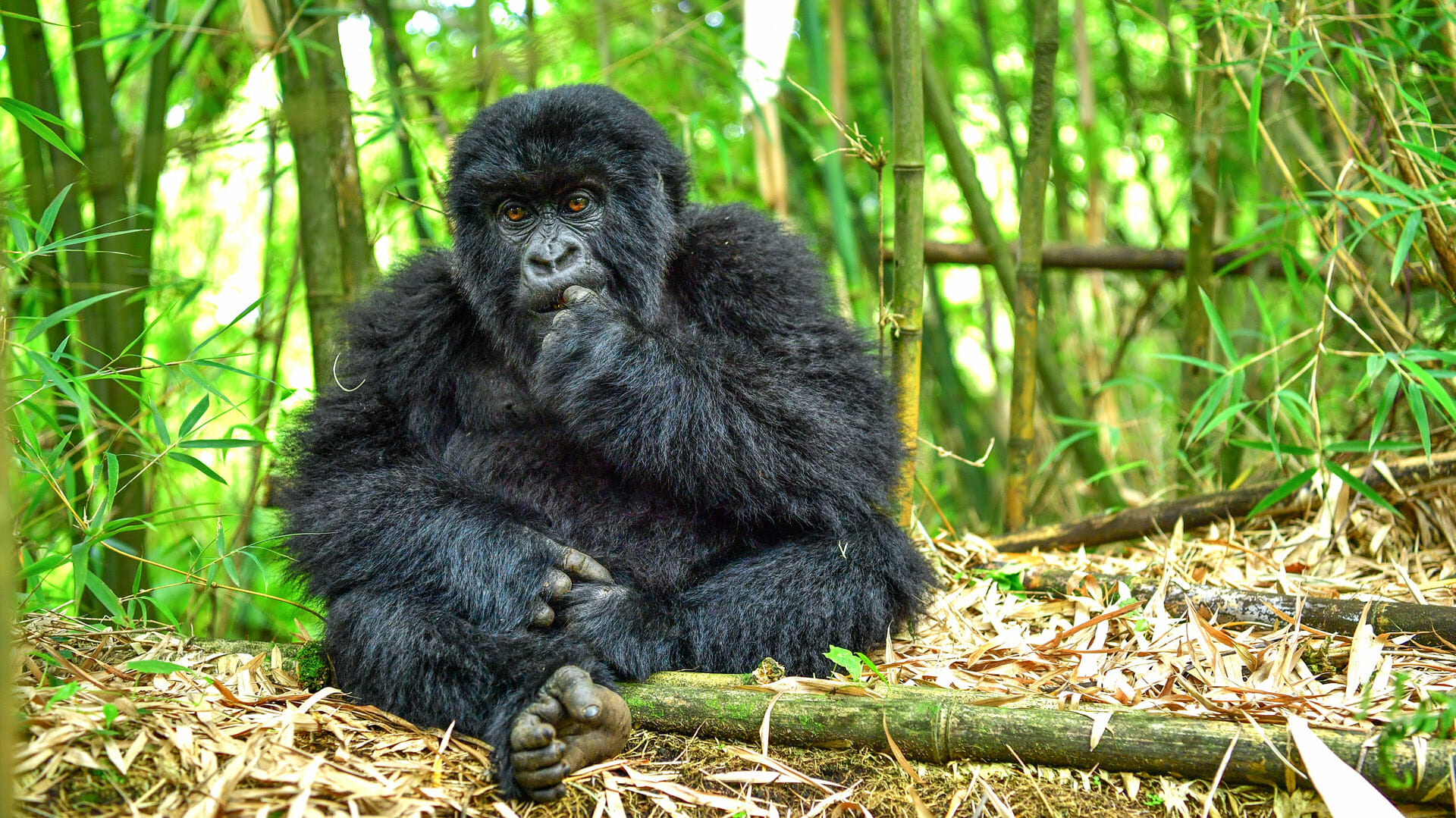 20 days Tanzania Rwanda classic safari holiday