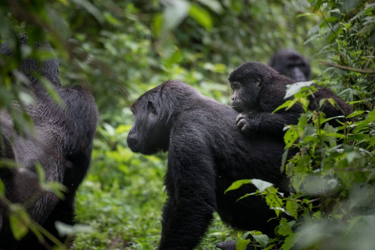 4 Days Congo gorilla tour & Mount Nyiragongo hiking safari