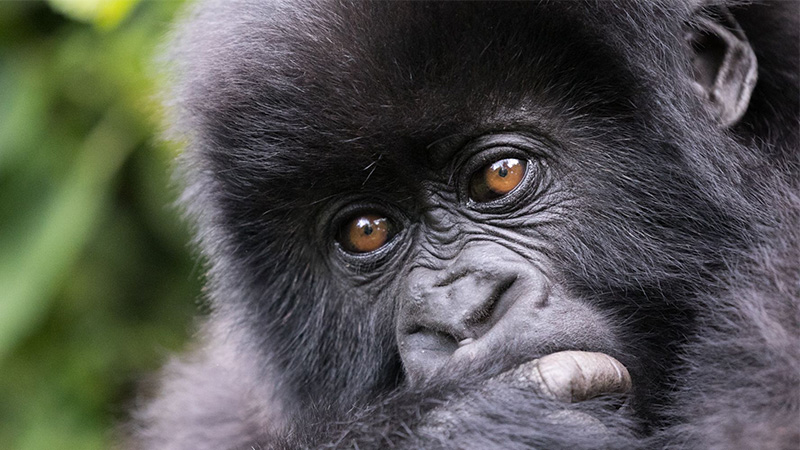 3 Days Rwanda Gorilla Safari