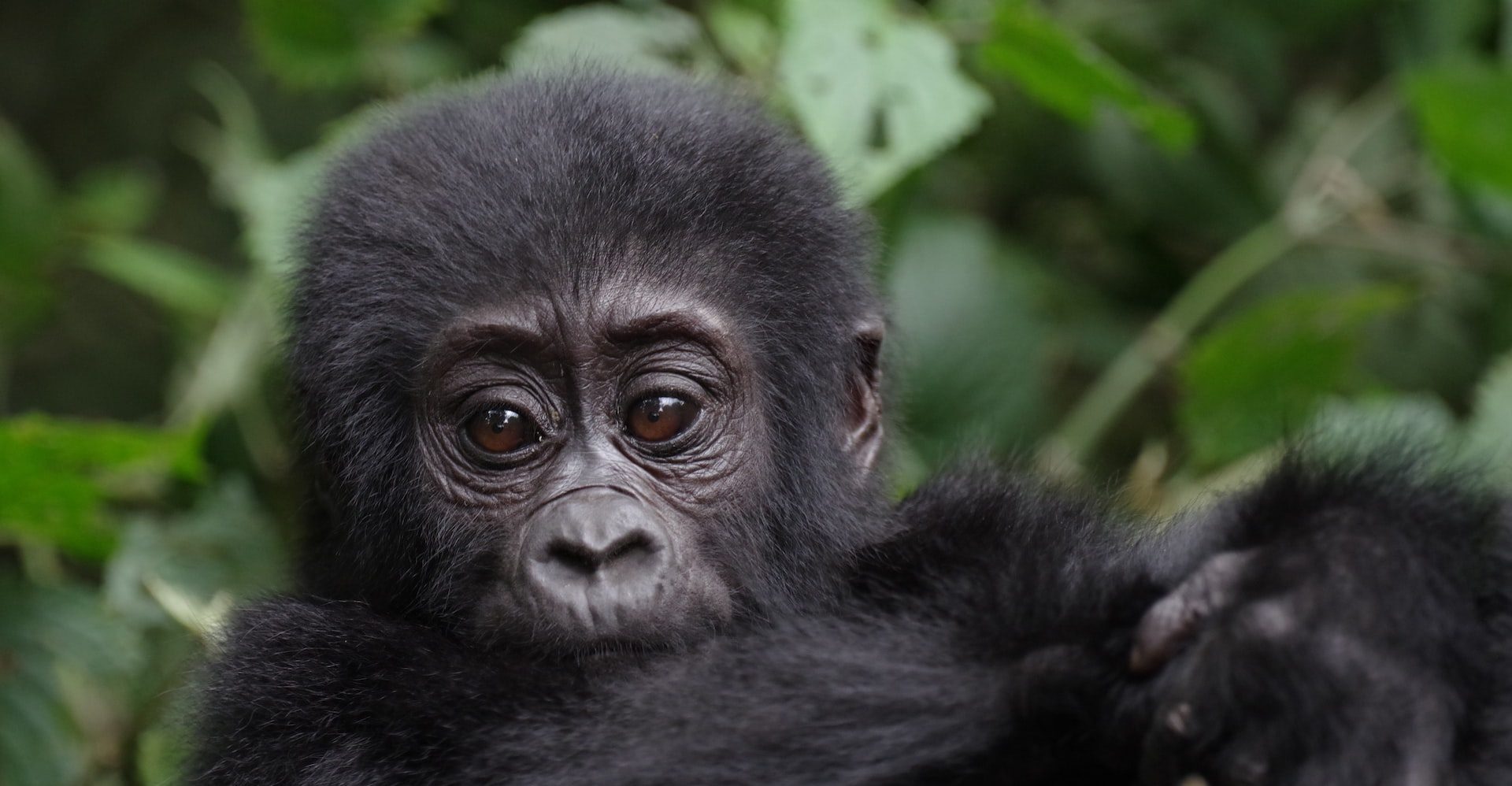 3 Days Bwindi Gorilla Adventure from Kigali