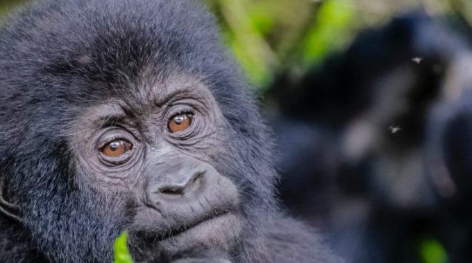 7 Days Uganda Safari