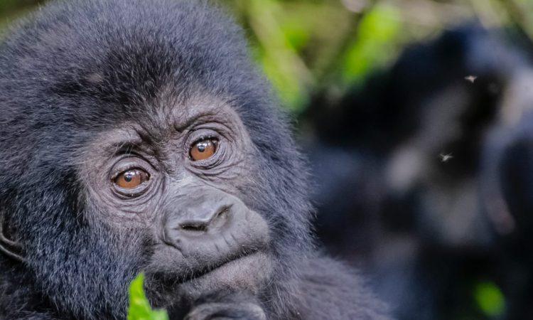 7 Days Uganda Safari