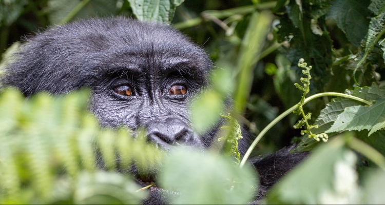 5 Reasons Why You Need to See Gorillas in Uganda