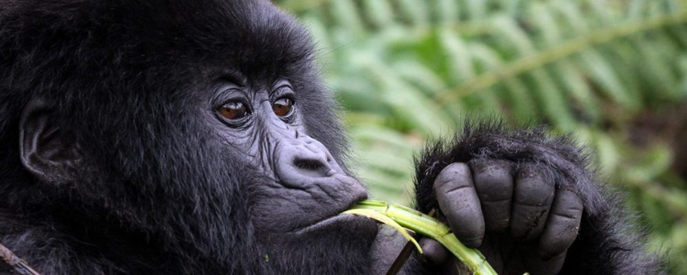 5 Reasons Why You Need to See Gorillas in Uganda