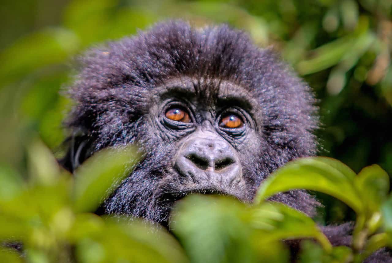 Bwindi Forest Gorilla Trekking