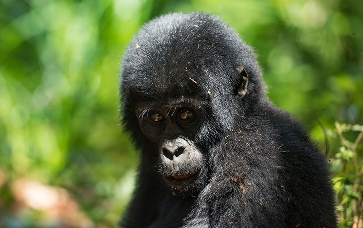 Tips for Gorilla tracking in Bwindi