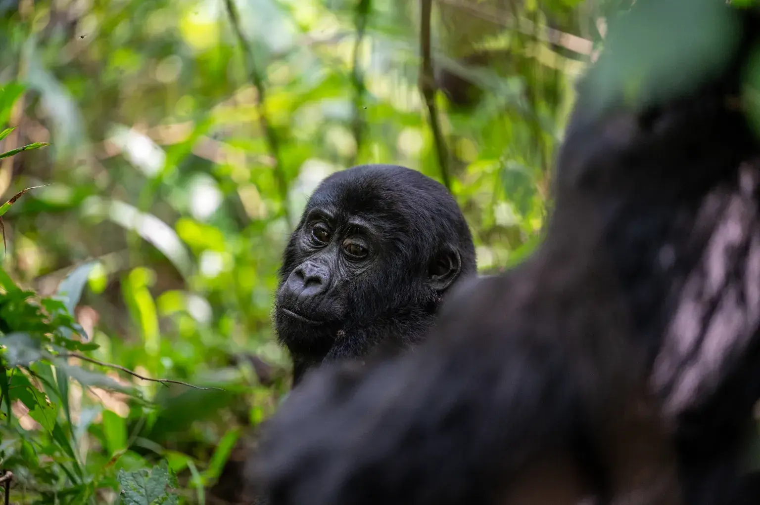Bwindi Forest Gorilla Trekking