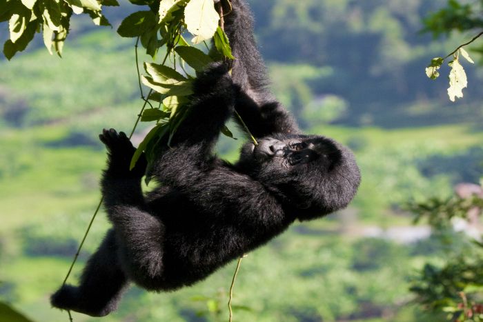 Best Time to See Gorillas in Rwanda and Uganda