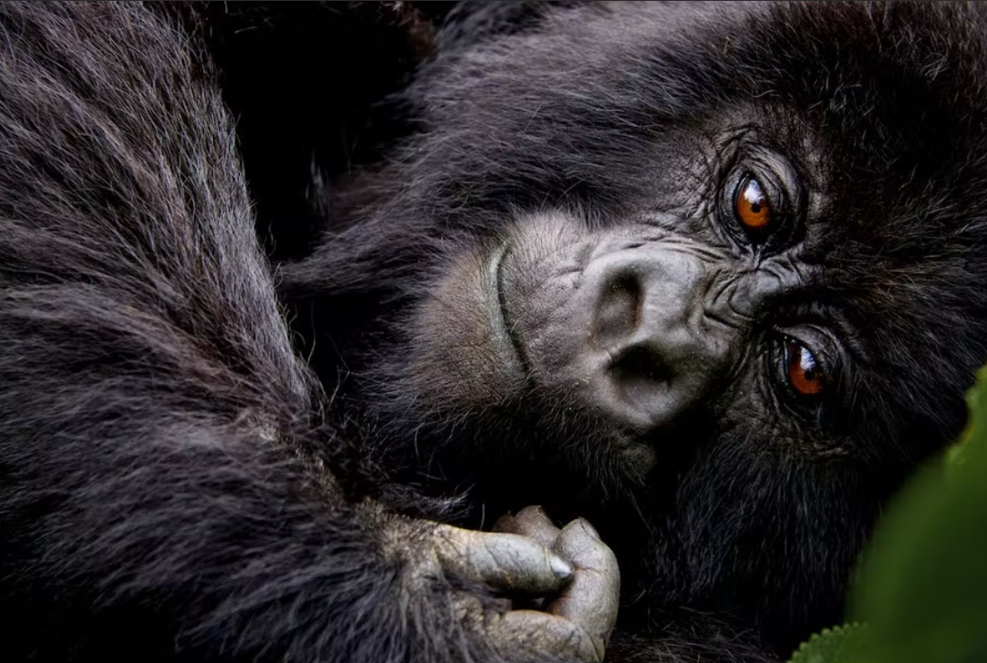 Gorilla Trekking Costs