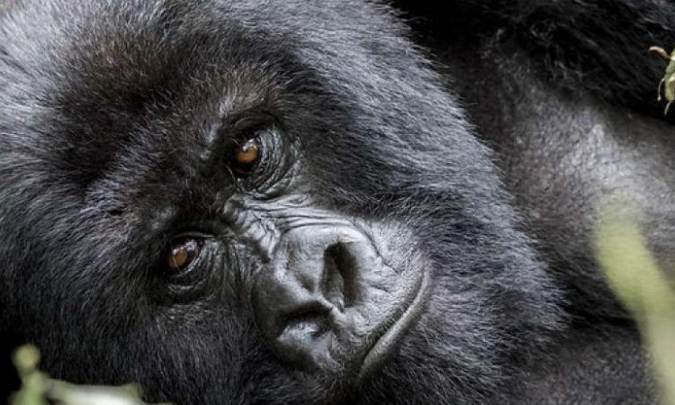 Gorilla Trekking in Volcanoes National Park Rwanda
