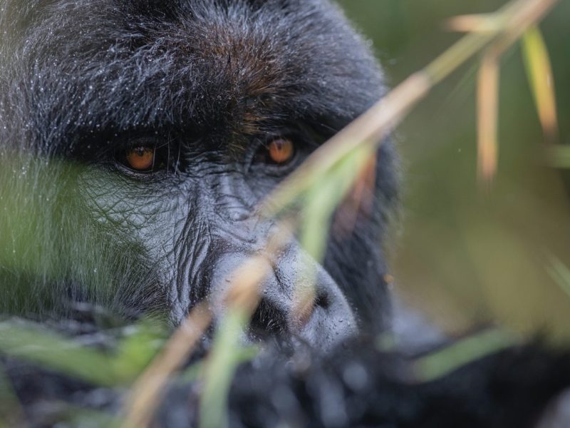 4 Days Rwanda Double Gorilla Trekking Safari