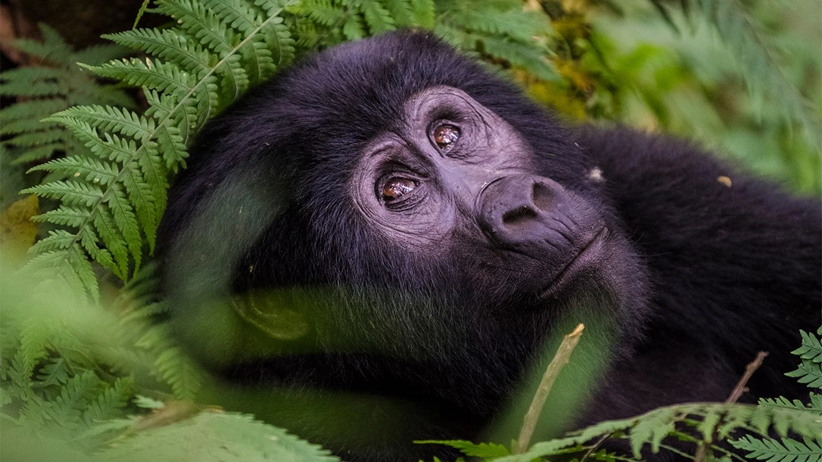 Gorilla Trekking Costs