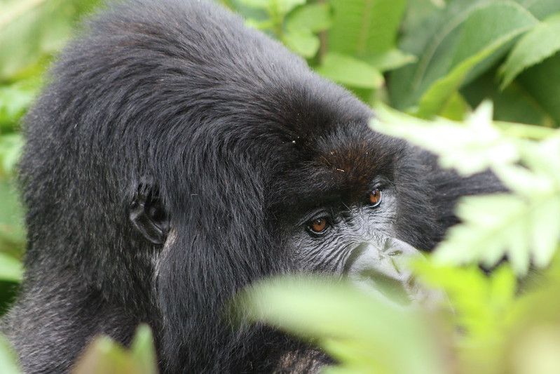 How Hard Is Gorilla Trekking in Rwanda?