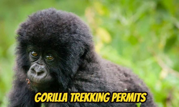 How To Get Gorilla Trekking Permits?