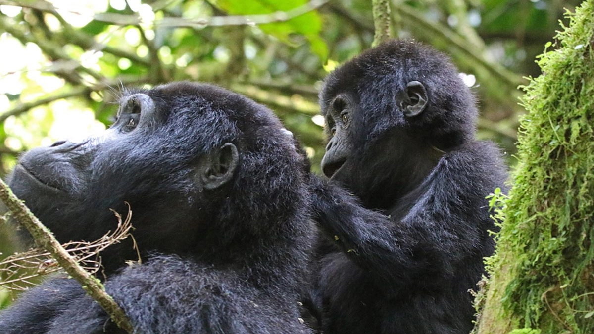 Gorilla Trekking in Bwindi Impenetrable National Park