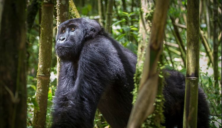 Gorilla Safaris in Africa