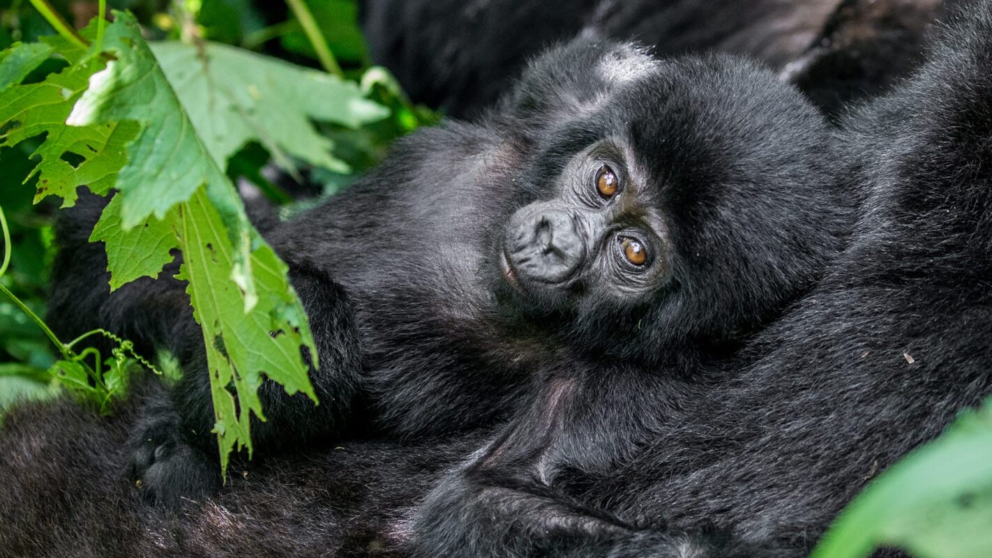 FAQs About Gorilla Trekking Adventure