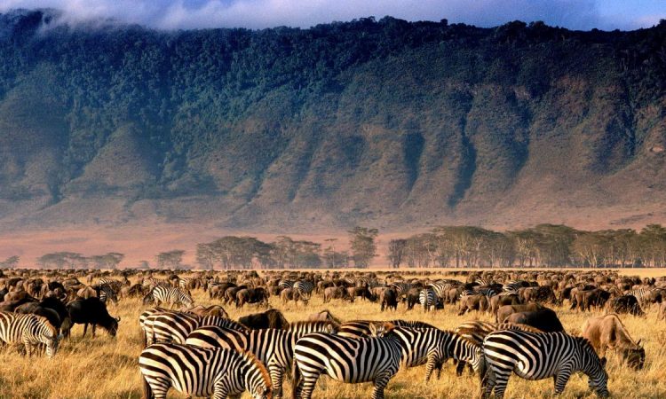 11 days Tanzania and Kenya Luxury Safari