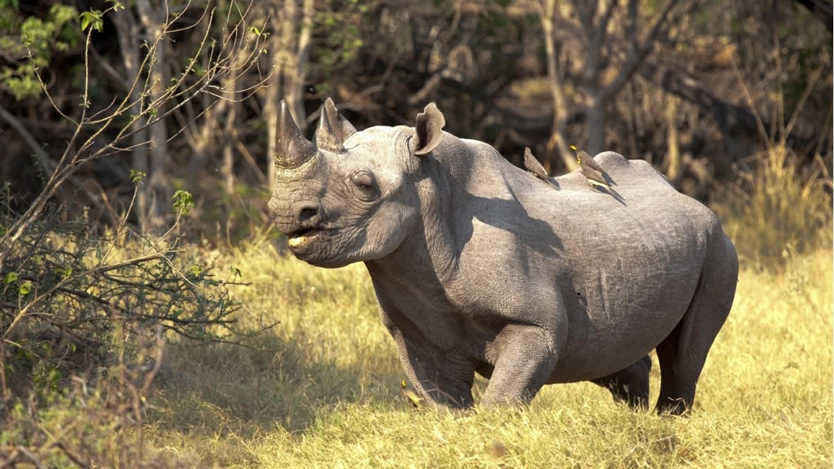 8 Days Uganda Classic Northern Circuit Safari