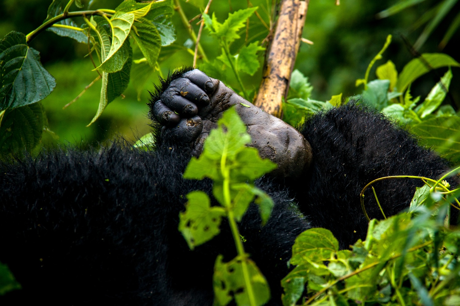 Gorilla Safari Essential Information in Rwanda