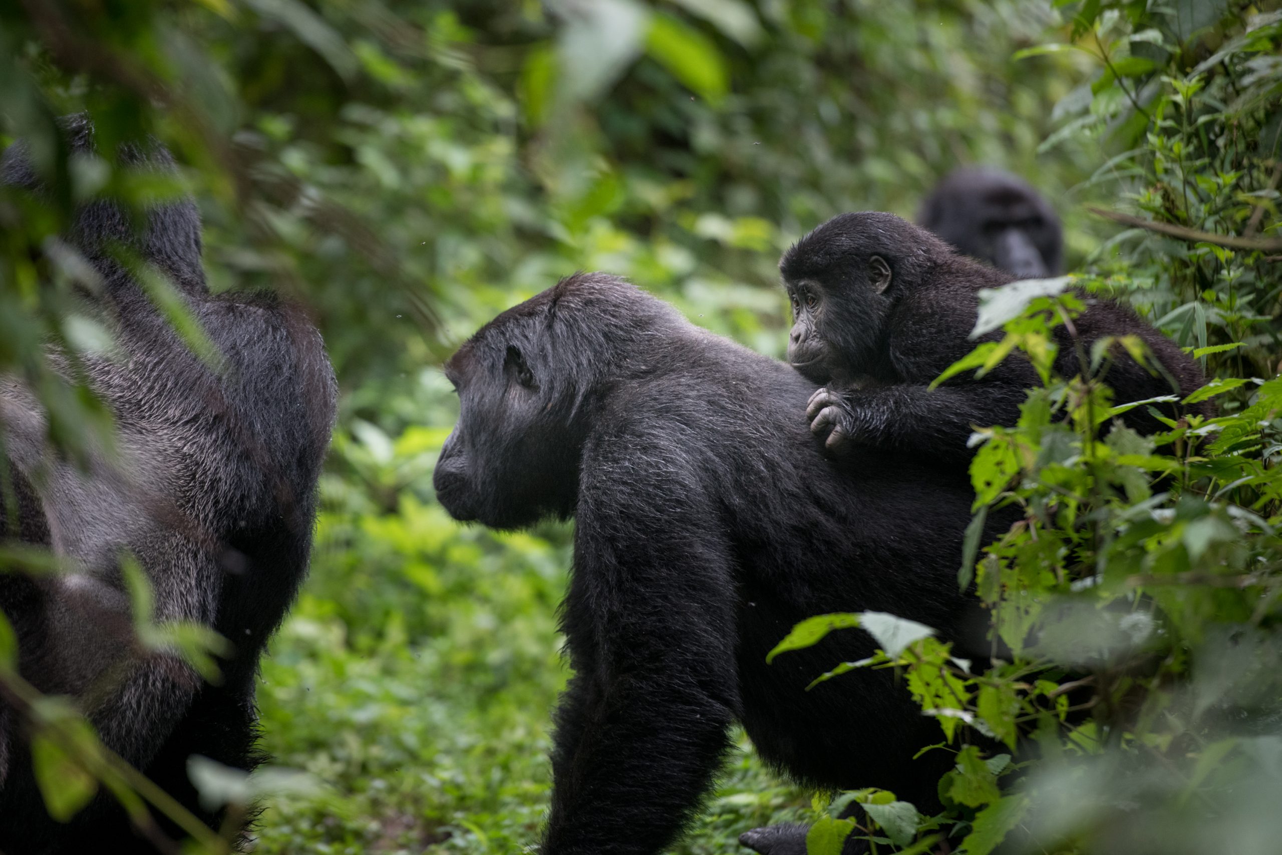 How Gorilla Trekking Benefits Conservation