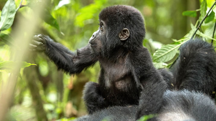 Gorilla Habituation Experience in Bwindi Impenetrable Forest