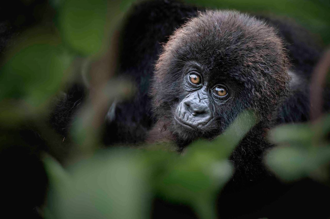 What Is The Cost To See Gorillas In Uganda And Rwanda?