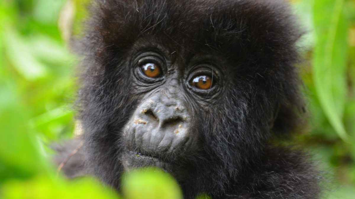 How Hard Is Gorilla Trekking in Rwanda?