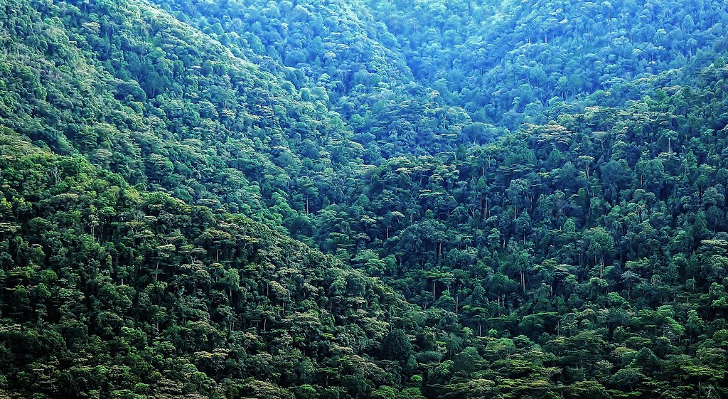 5 Days Bwindi Gorilla Budget Safari