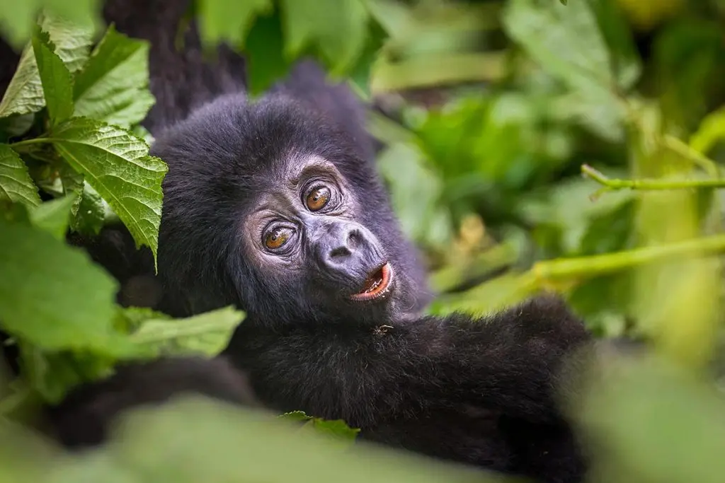 Best Time to See Gorillas in Rwanda and Uganda