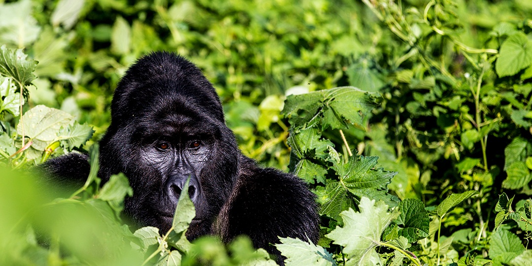 3 Days Rwanda Gorilla Safari in Volcanoes National Park