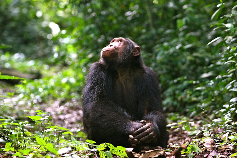 5 Days Wildlife and Gorillas Uganda Safari  