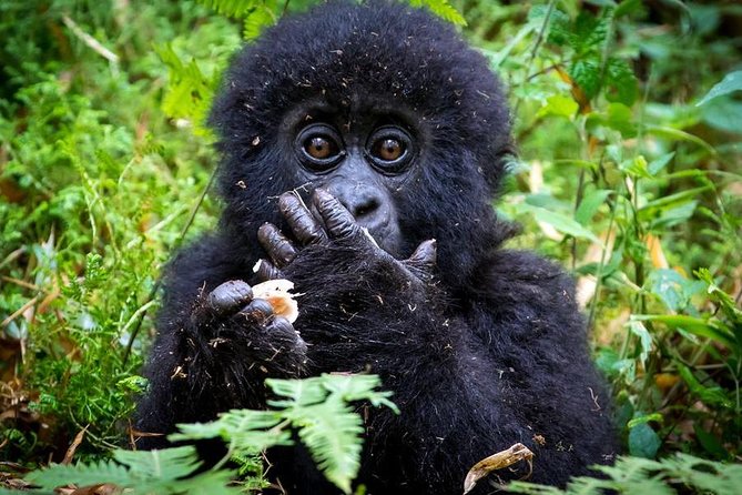 FAQs About Gorilla Trekking Adventure