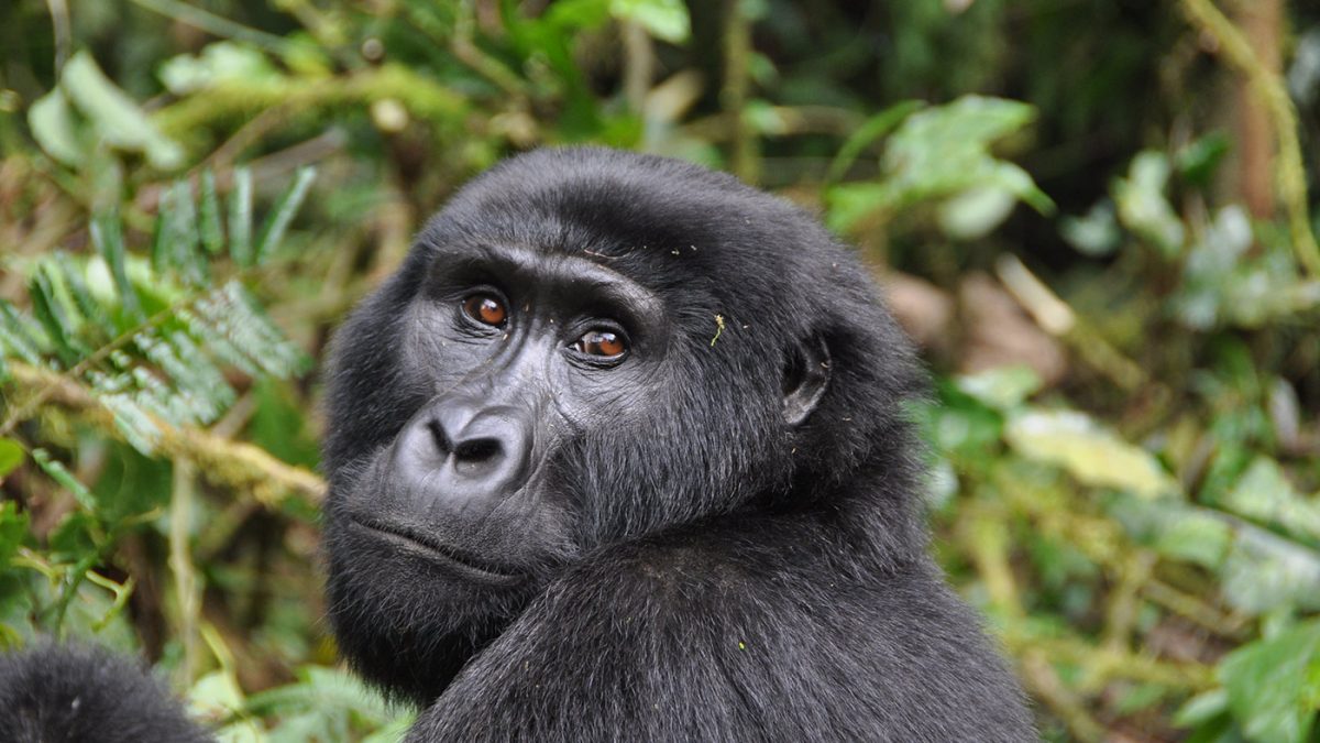 Is Gorilla Trekking in Uganda Safe?