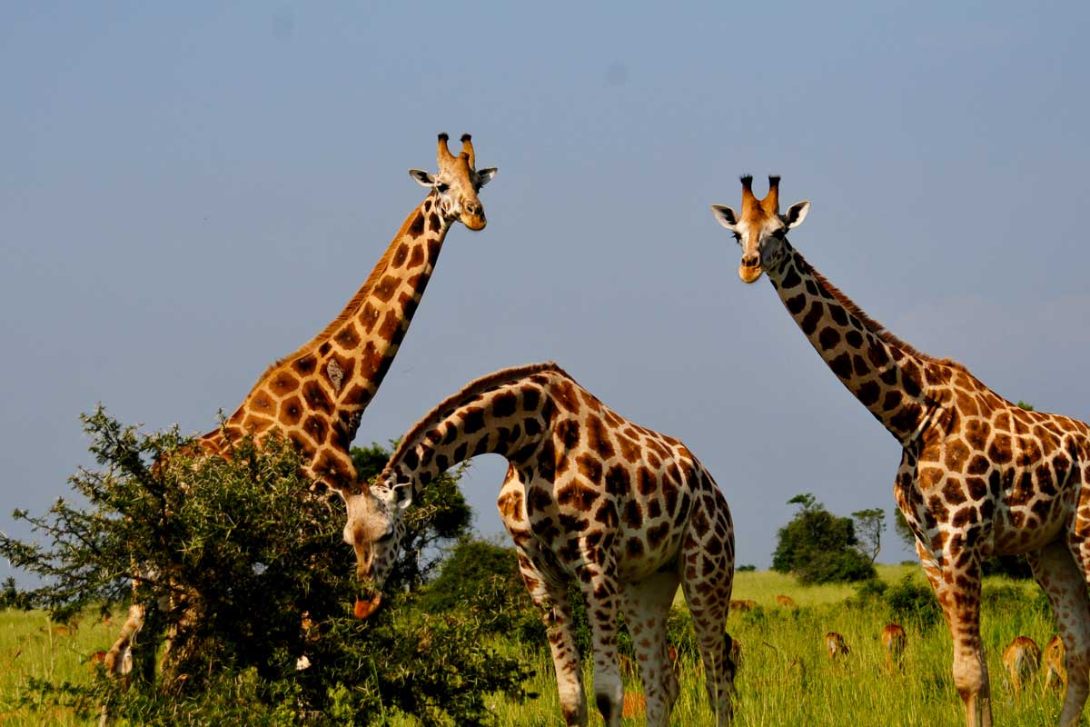 9 Days luxury Uganda safari