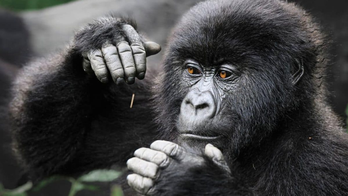 Everything You Need to Know about trekking with Mountain Gorillas