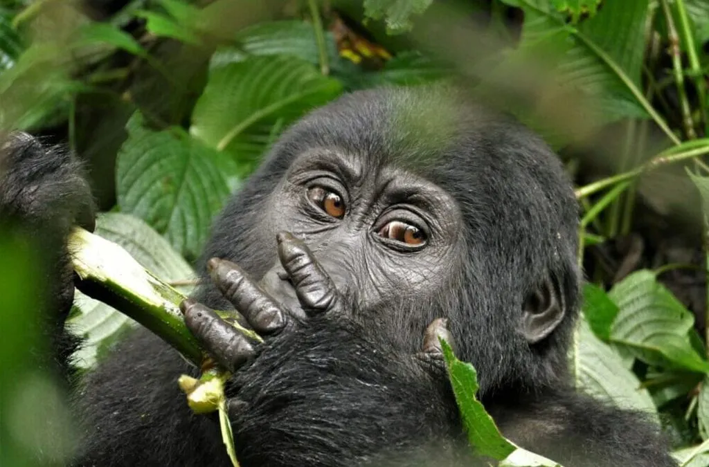 When to Go Gorilla Trekking in Rwanda and Uganda?