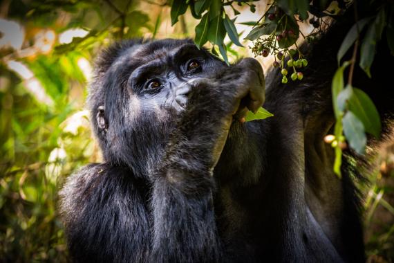 How Gorilla Trekking Benefits Conservation