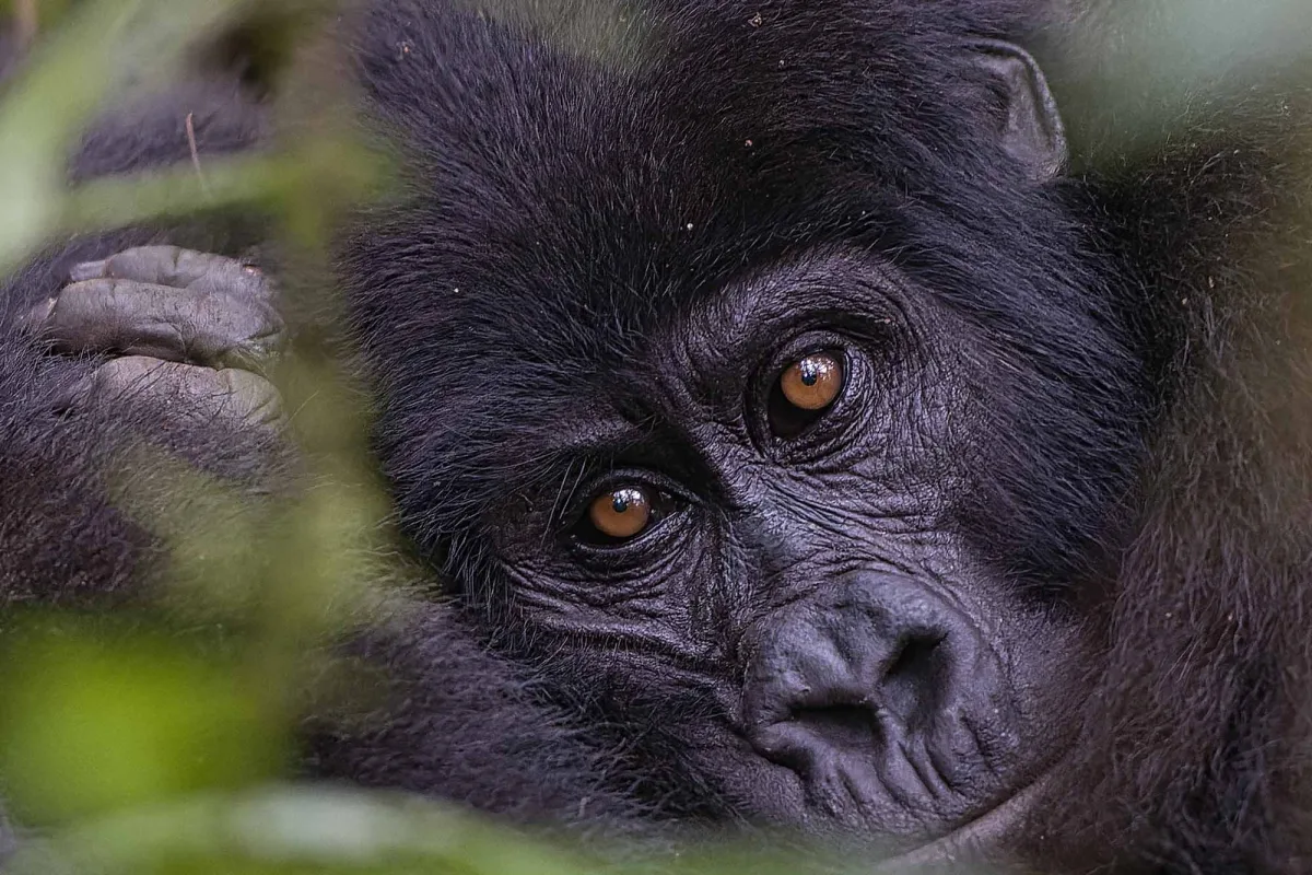 Gorilla Trekking in Rwanda Vs Uganda