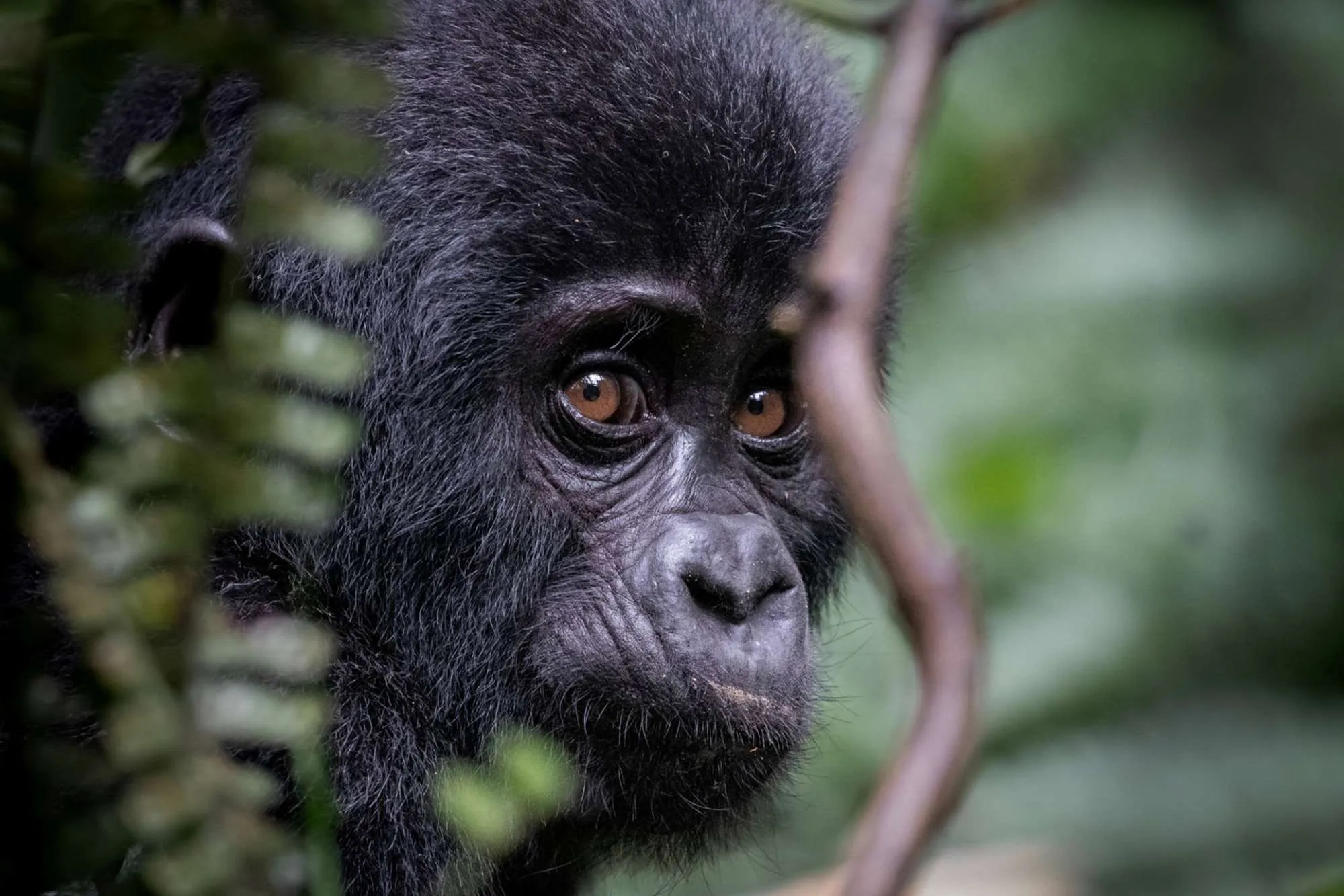 What Is The Cost To See Gorillas In Uganda And Rwanda?