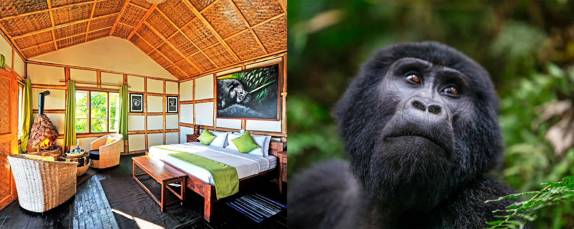 Gorilla Habituation Experience in Bwindi Impenetrable Forest