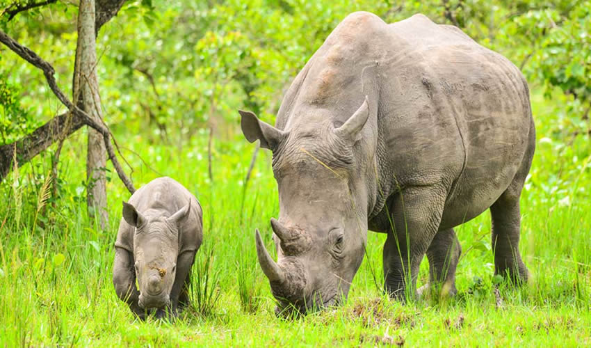 7 Days Uganda Family Safari
